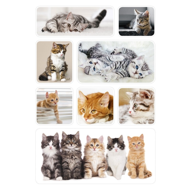 72x Poezen-katten-kittens dieren stickers