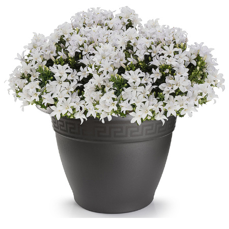 1x Anthracite plant/flower pots 20 cm round