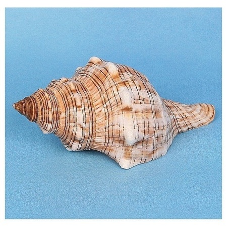 2x Decoration shell trapezium 14 cm