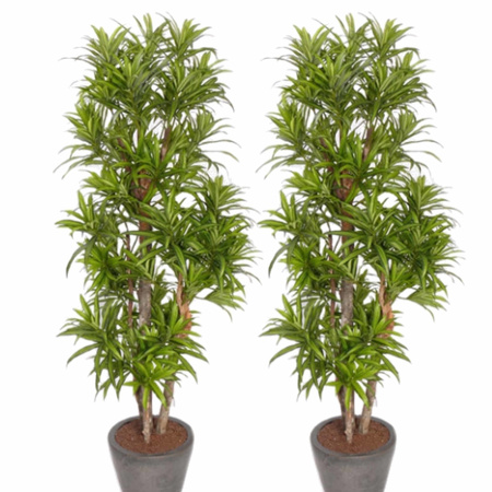 2x Green Artificial dracaena reflexa plant 120 cm