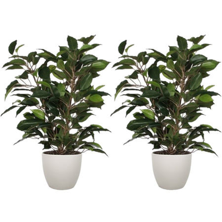 2x pieces green ficus plant 40 cm with plantpot taupe D13.5 en H12.5 cm