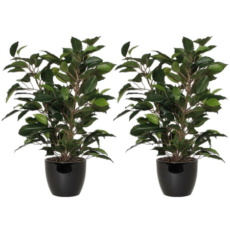 2x pieces green ficus plant 40 cm with plantpot black D13.5 en H12.5 cm