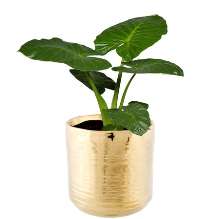 Flower pot Cerchio - gold - ceramic - 13 cm