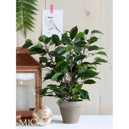 Green ficus plant 40 cm indoor