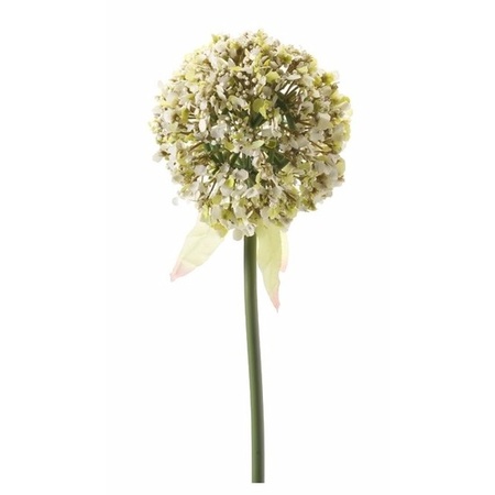 Allium spary 70 cm white