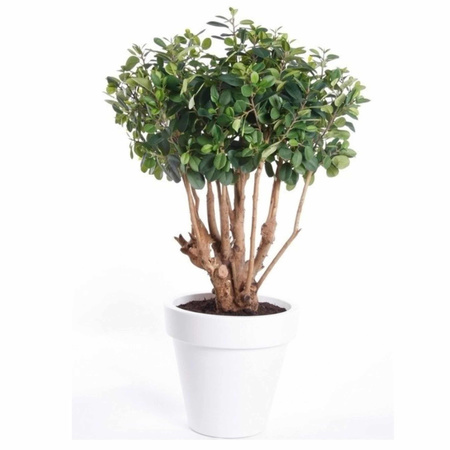 Artificial ficus plant green in black round pot
